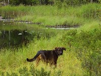 Thumbs/tn_Stromer (Medium).jpg